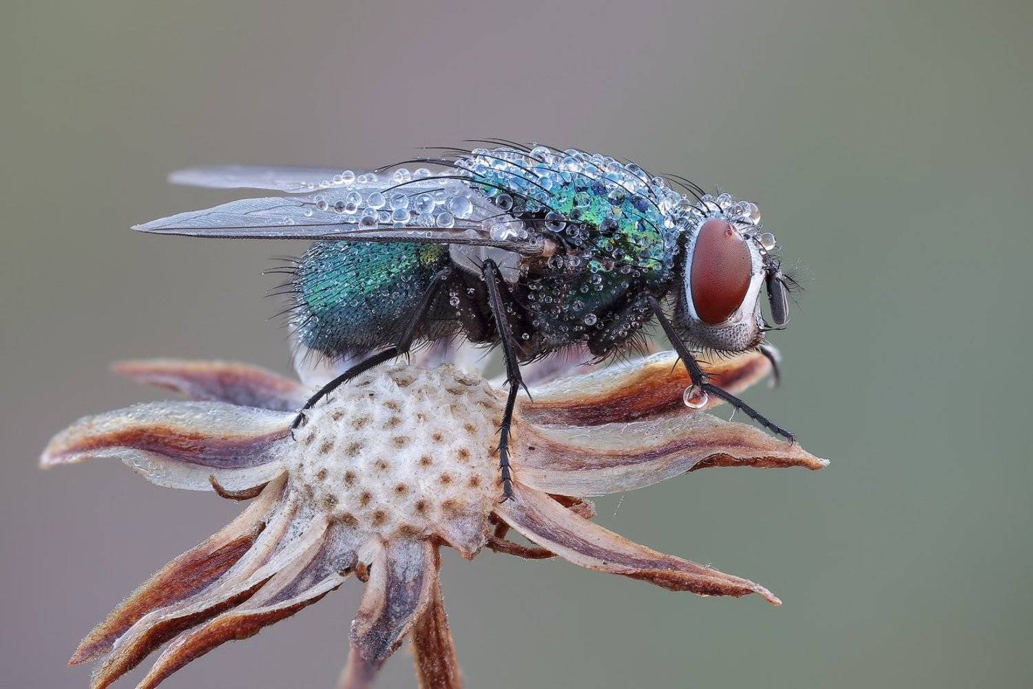 , Вадим Ходаковский