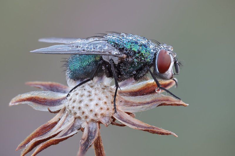 */+-* фото превью