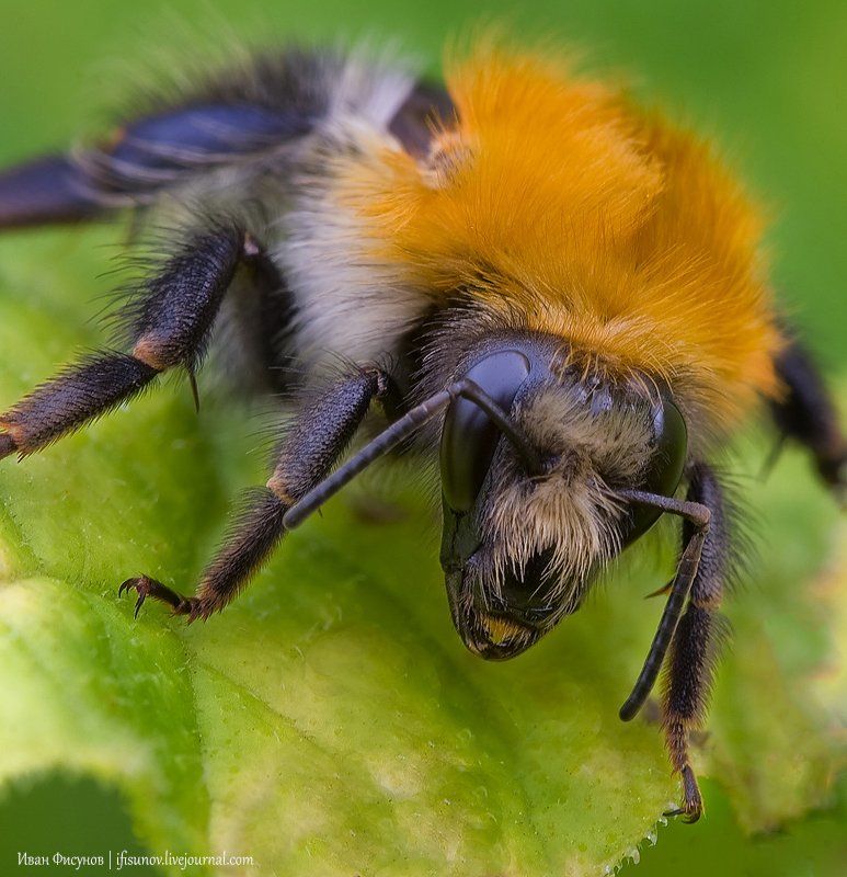 *** фото превью