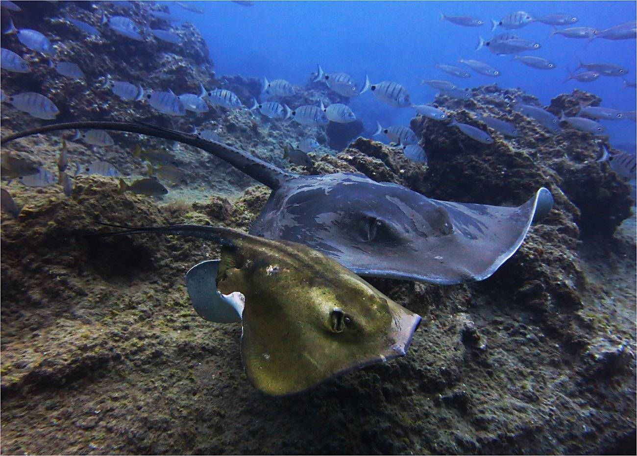 тенерифе, атлантика, скаты, Сергей Гаспарян