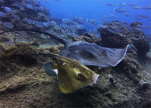 старые друзья