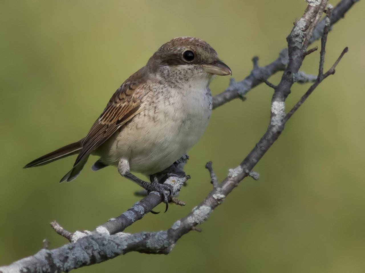 , Ляпустин Юра