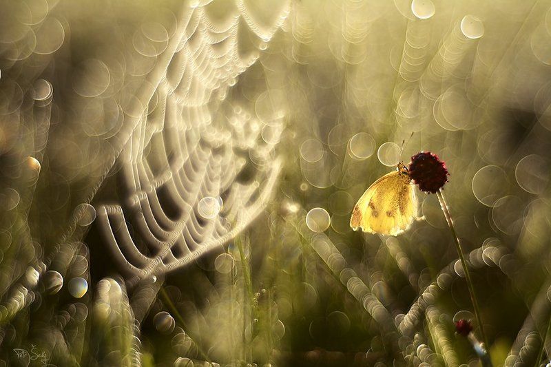 Old. фото превью