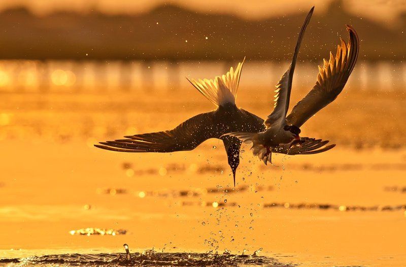 Вечерняя сцена фото превью