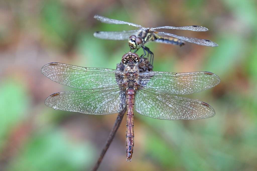 , Сергей Таланов
