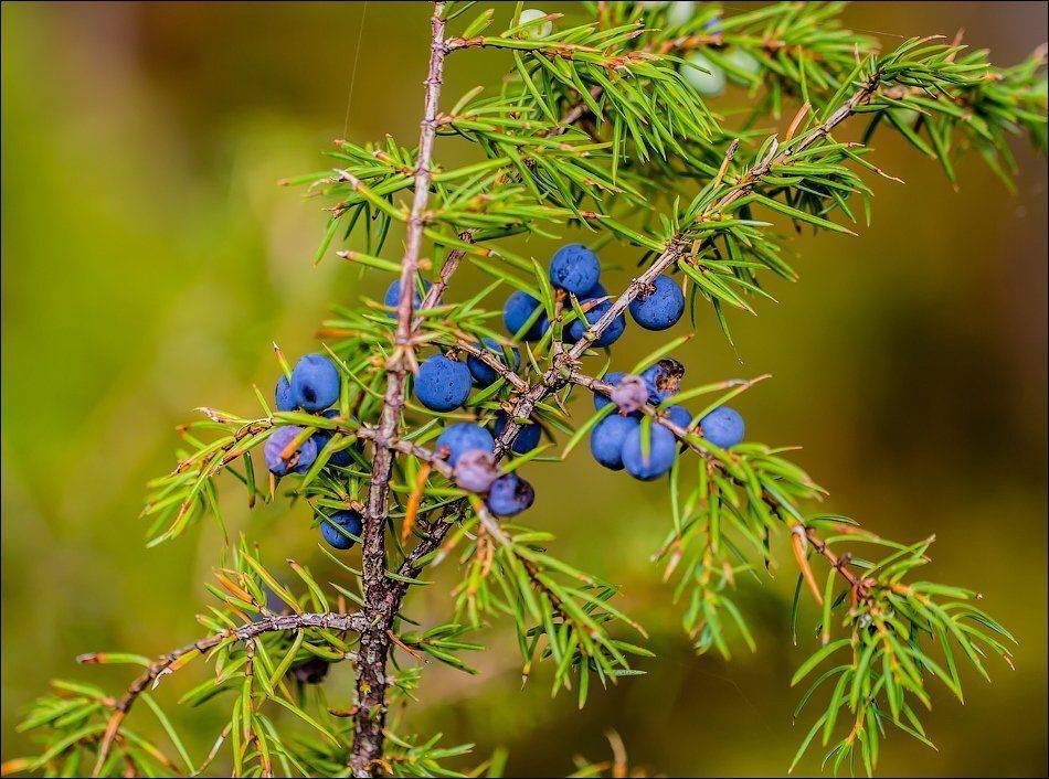 , Бурлов Андрей