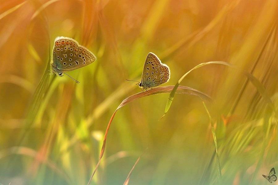 , Veronika A Jaroslav Mik&eacute;skovci