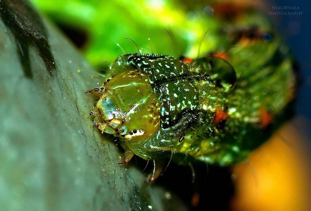 caterpillar, insects, macro, гусеница, макро, насекомые, Мамакова Анжелика