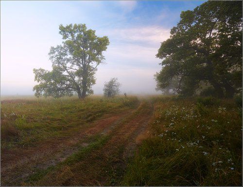 Дубы и туманы...