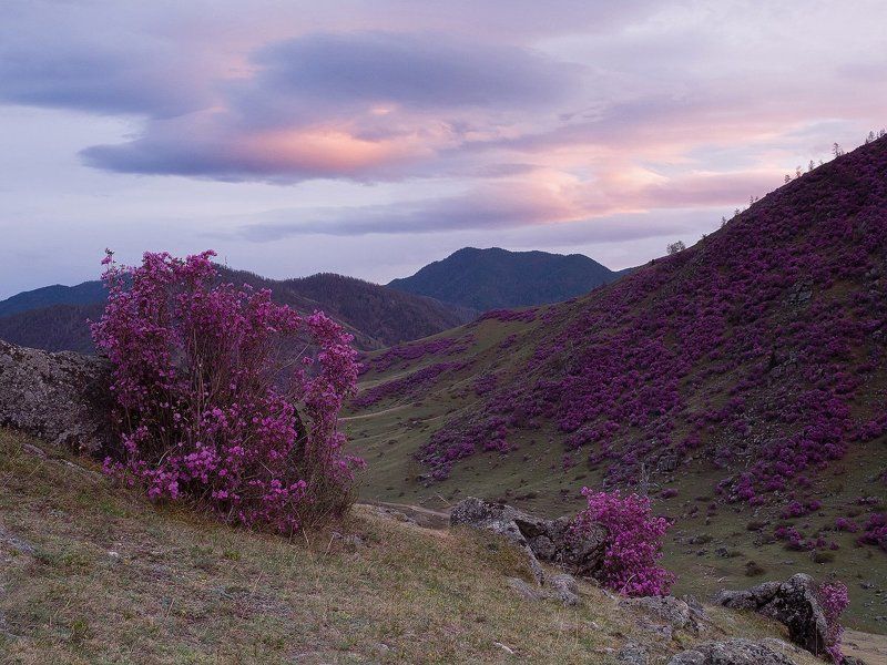 ...Цветочный закат... фото превью
