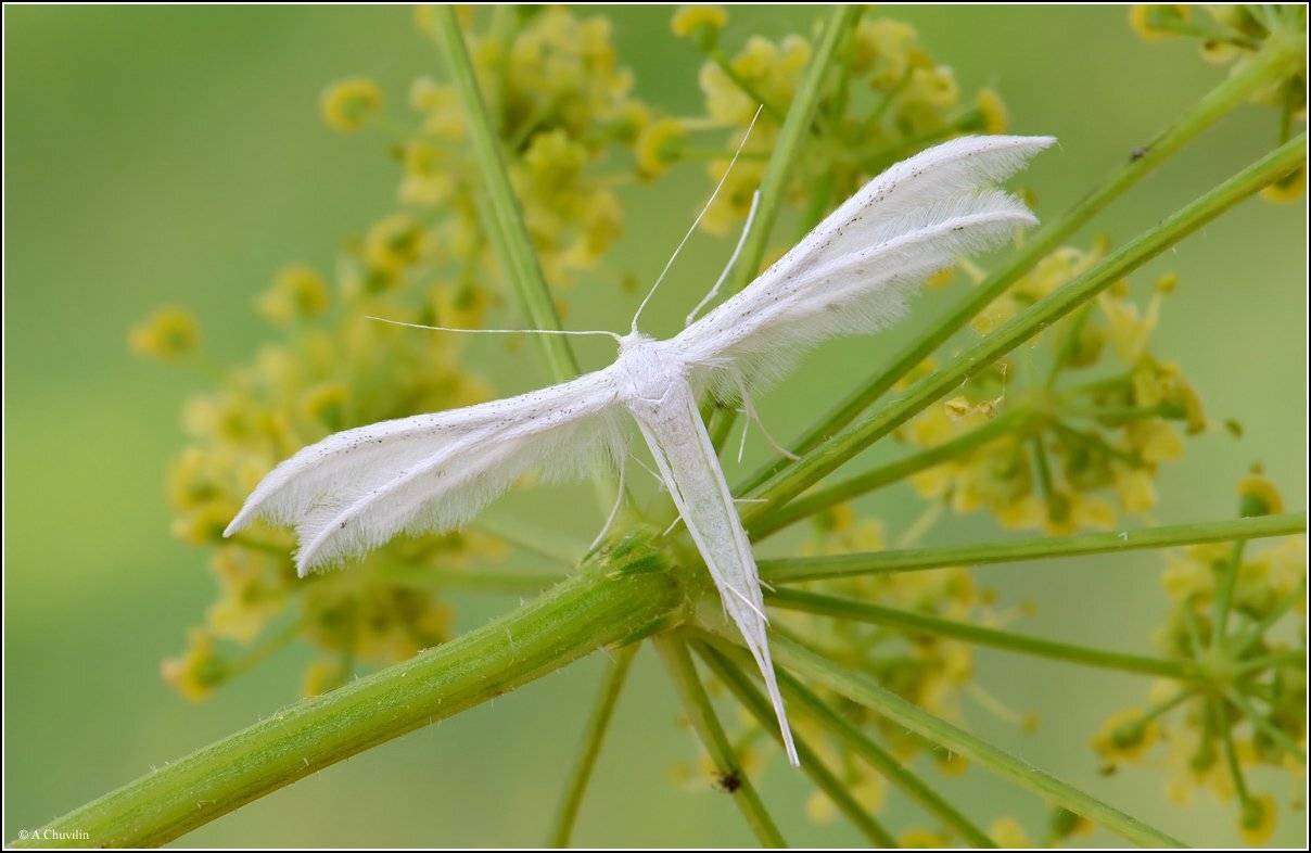 пальцекрылка,бабочка,ангел,белый,пушистый, Александр Чувилин