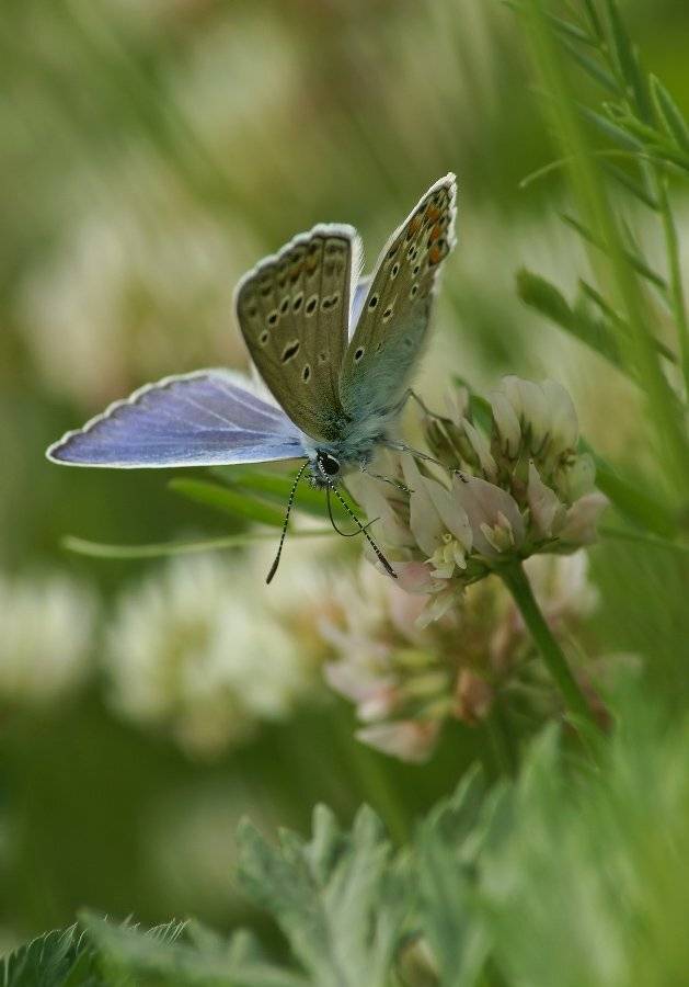, Чепленко Алексей