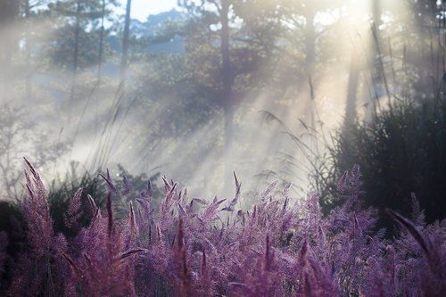 One corner of the forest