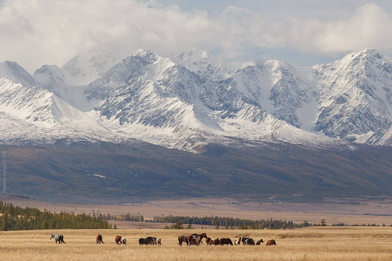 Altai, Horses, Mountains, Russia, Siberia, Алтай, Горы, Россия, Сибирь, Александр 'Horimono' Нерозя