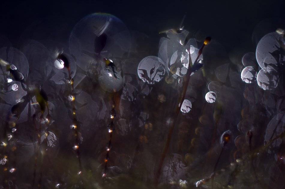 , Иваненко Светлана