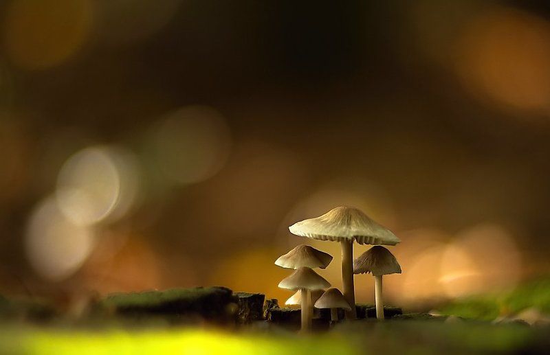 Mushrooms фото превью