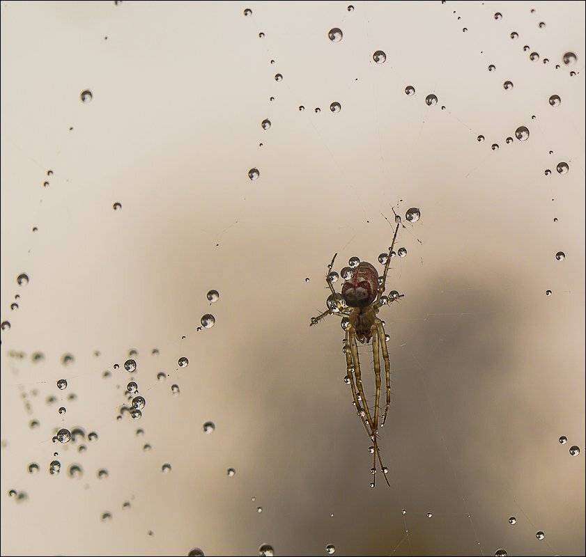 , Бурлов Андрей