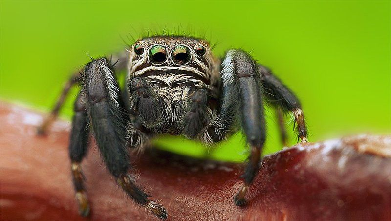Jumper фото превью
