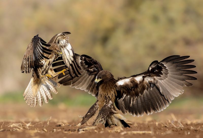 Танцы драки фото превью