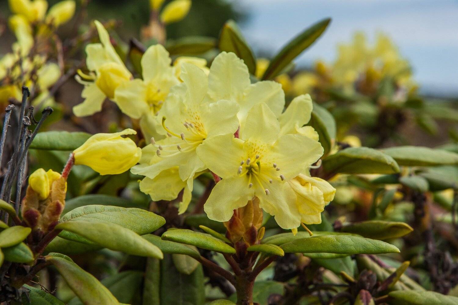 , Андрей Загребельный