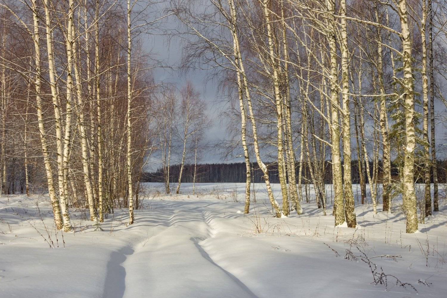 февраль  мороз опушка нагуево, Дмитрий Алексеев