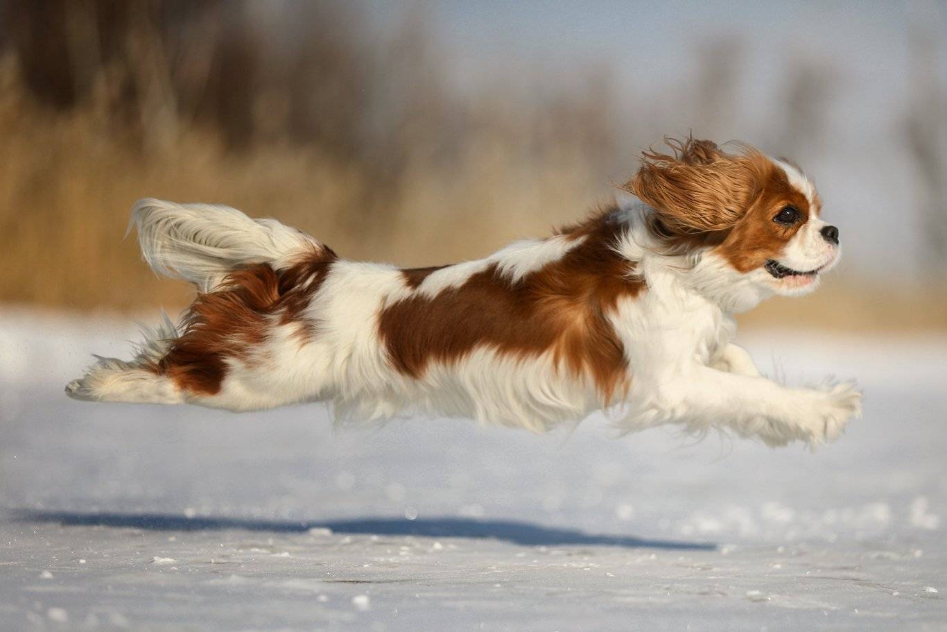 , Андрей Ершов