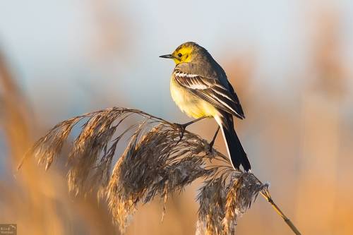 Citrine wagtail