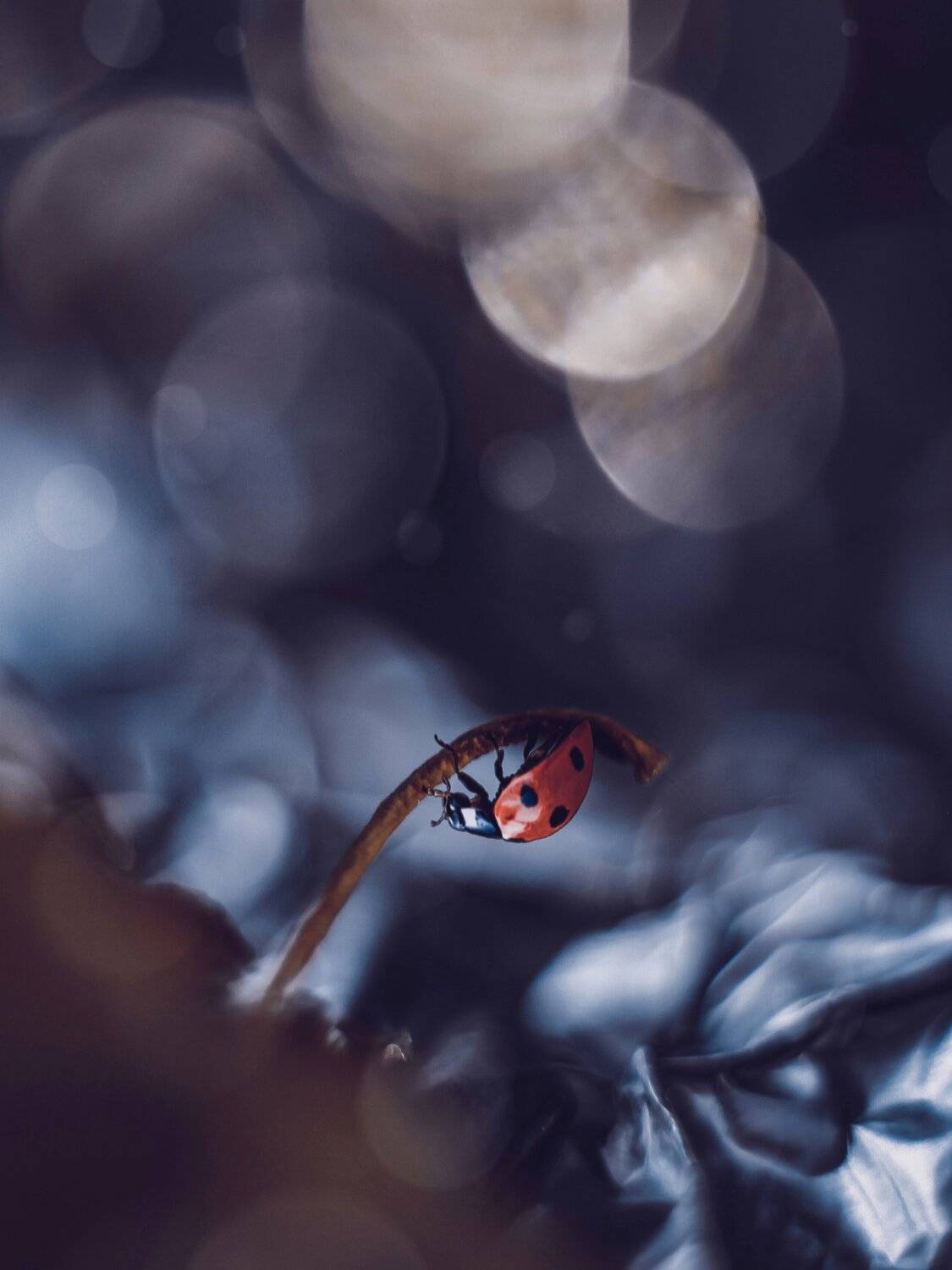 макро, природа, цветы, насекомые, Olga Smirnova