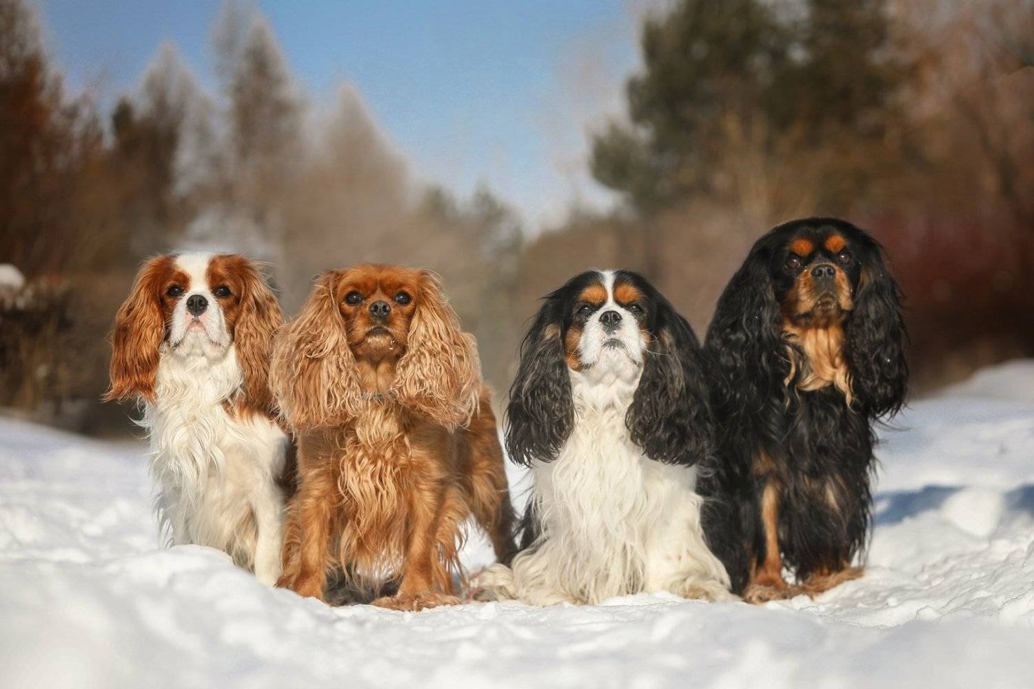 , Андрей Ершов