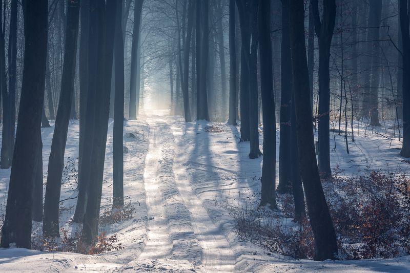 Winter forest фото превью