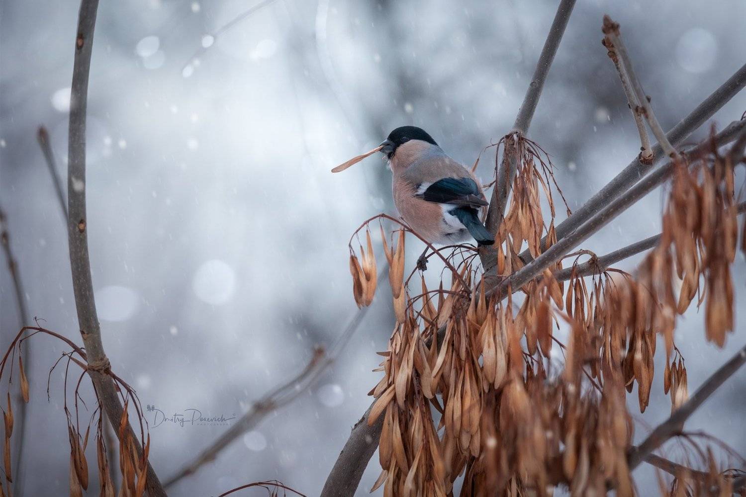 природа, лес, поля, огороды, животные, птицы, макро, Дмитрий Посевич