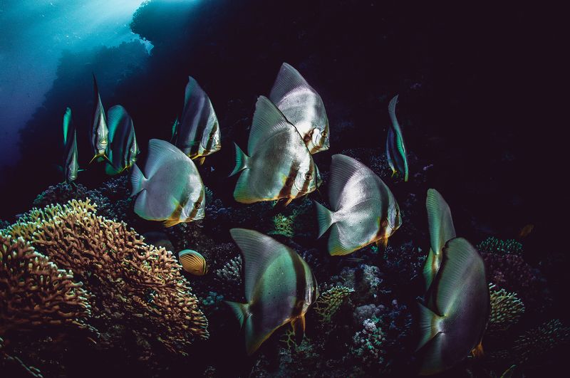 рыбы, стая, широкий угол, папуа, подводный мир дискусы фото превью