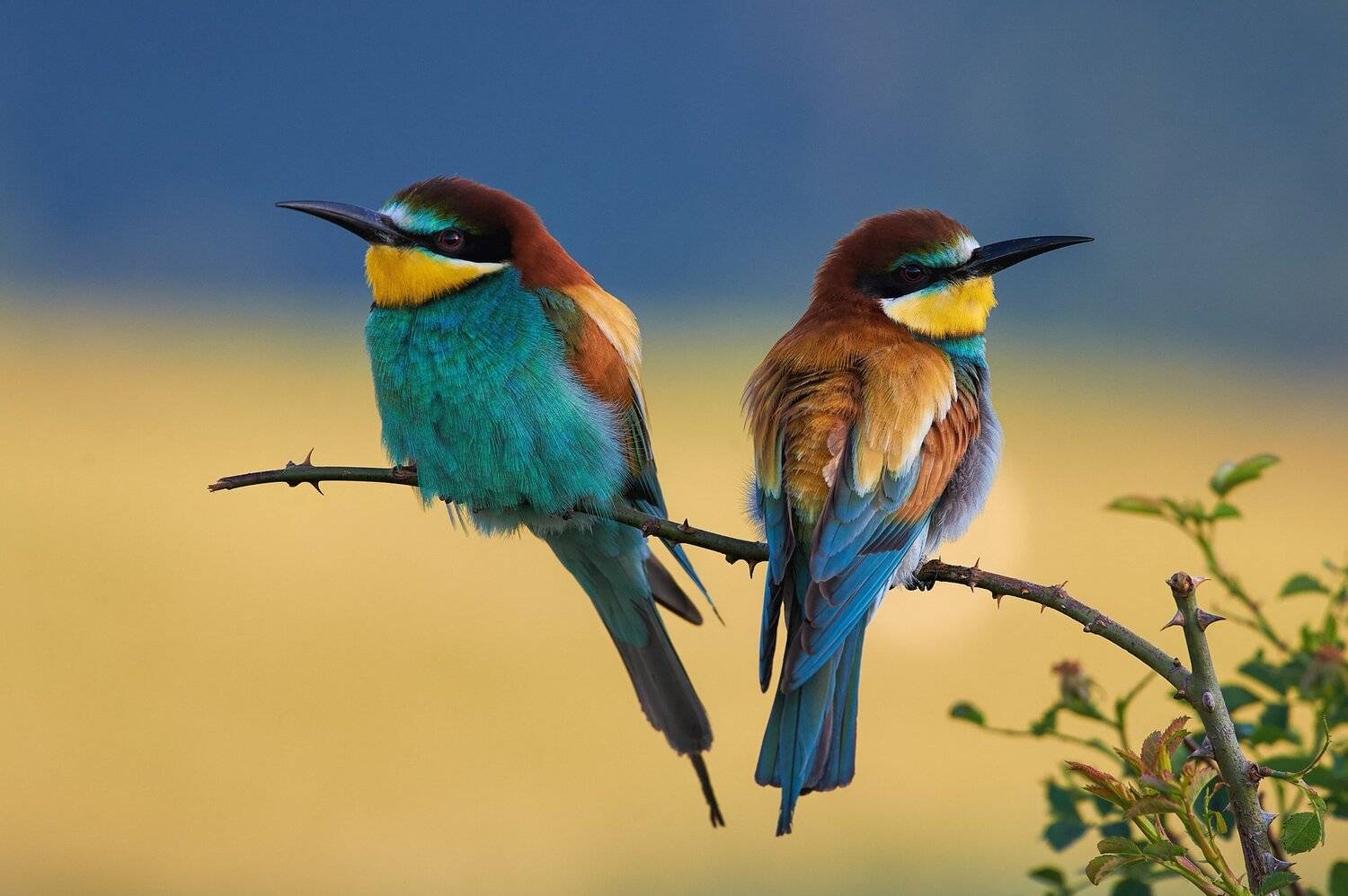 nature, wildlife, birds, Калин Ботев