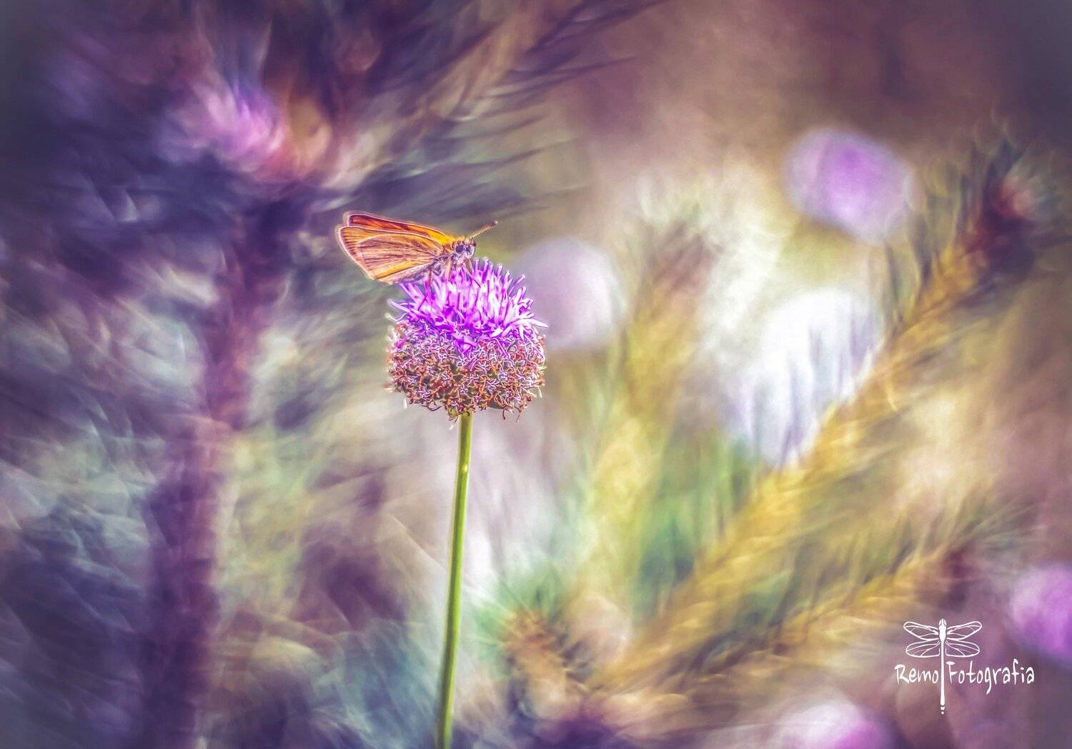 , Nowakowski Remigiusz