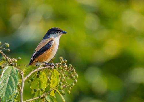 Long Tailed Shrike