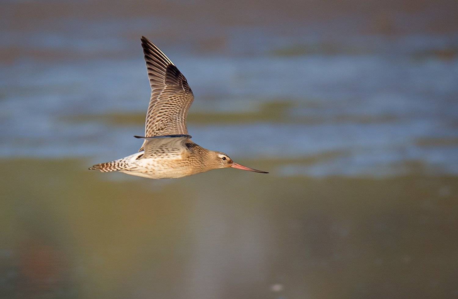, Grzegorz Dąbrowski