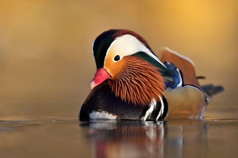 wildlife, aix galericulata, mandarin duck, nature Mandarin duck фото превью