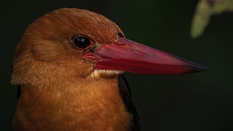 Brown-winged Kingfisher Sunderbans The Lipstick Bird фото превью