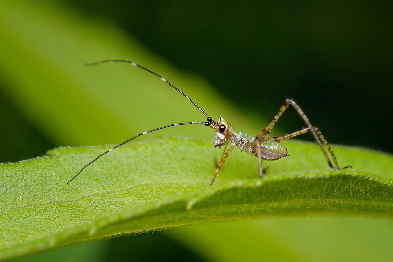 МикроПони фото превью
