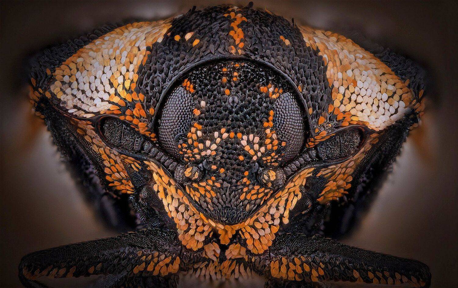 , Eugenijus Kavaliauskas