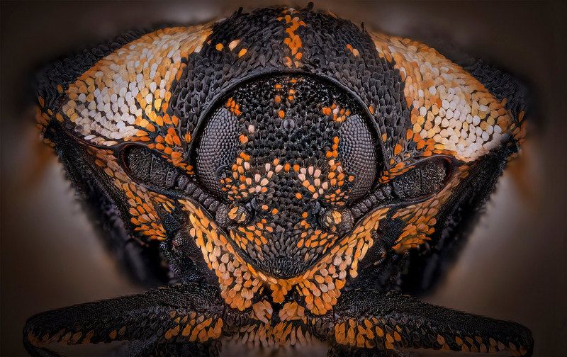 Anthrenus scrophulariae фото превью