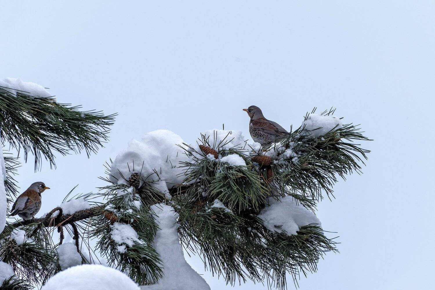, Алексей Рыльский