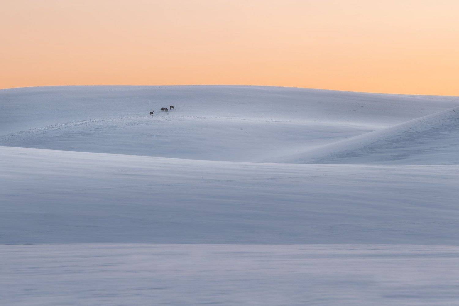 wave, field, morning, animals, Lukasz Zugaj