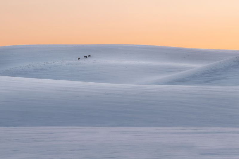 wave, field, morning, animals Observer фото превью