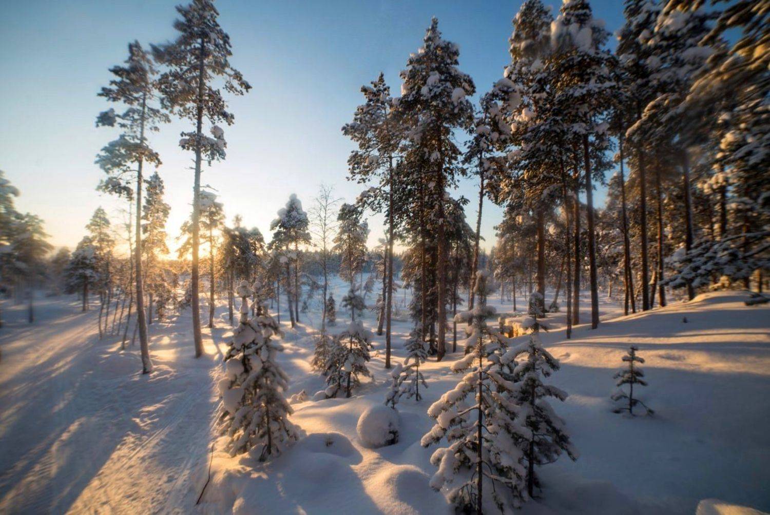 зима, природа, ель, мороз, север, Алёна Салтыкова