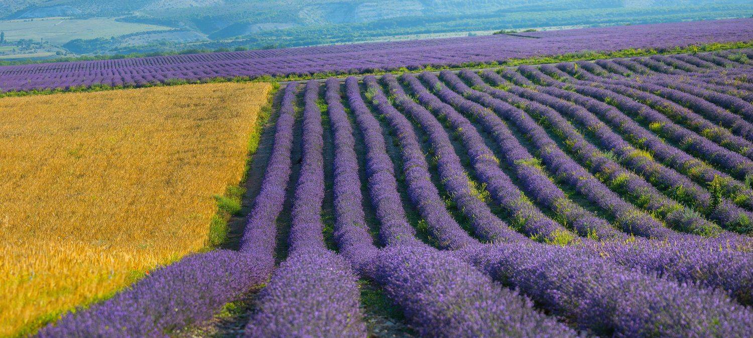 крымский прованс, крым, бахчисарай, лаванда, лето, цветы, панорама, пшеница, тургеневка, Serge Titov