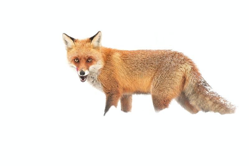 wildlife, nature, snow, fox, vulpes vulpes Red on white фото превью