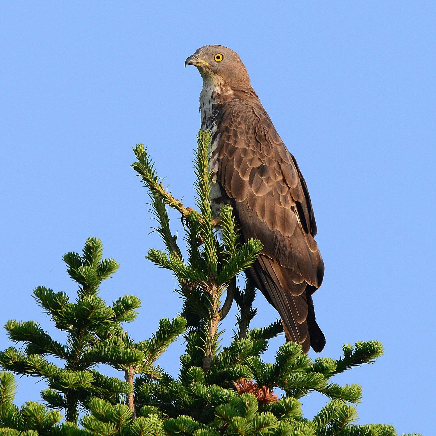 молодой осоед., Михаил Белоусов