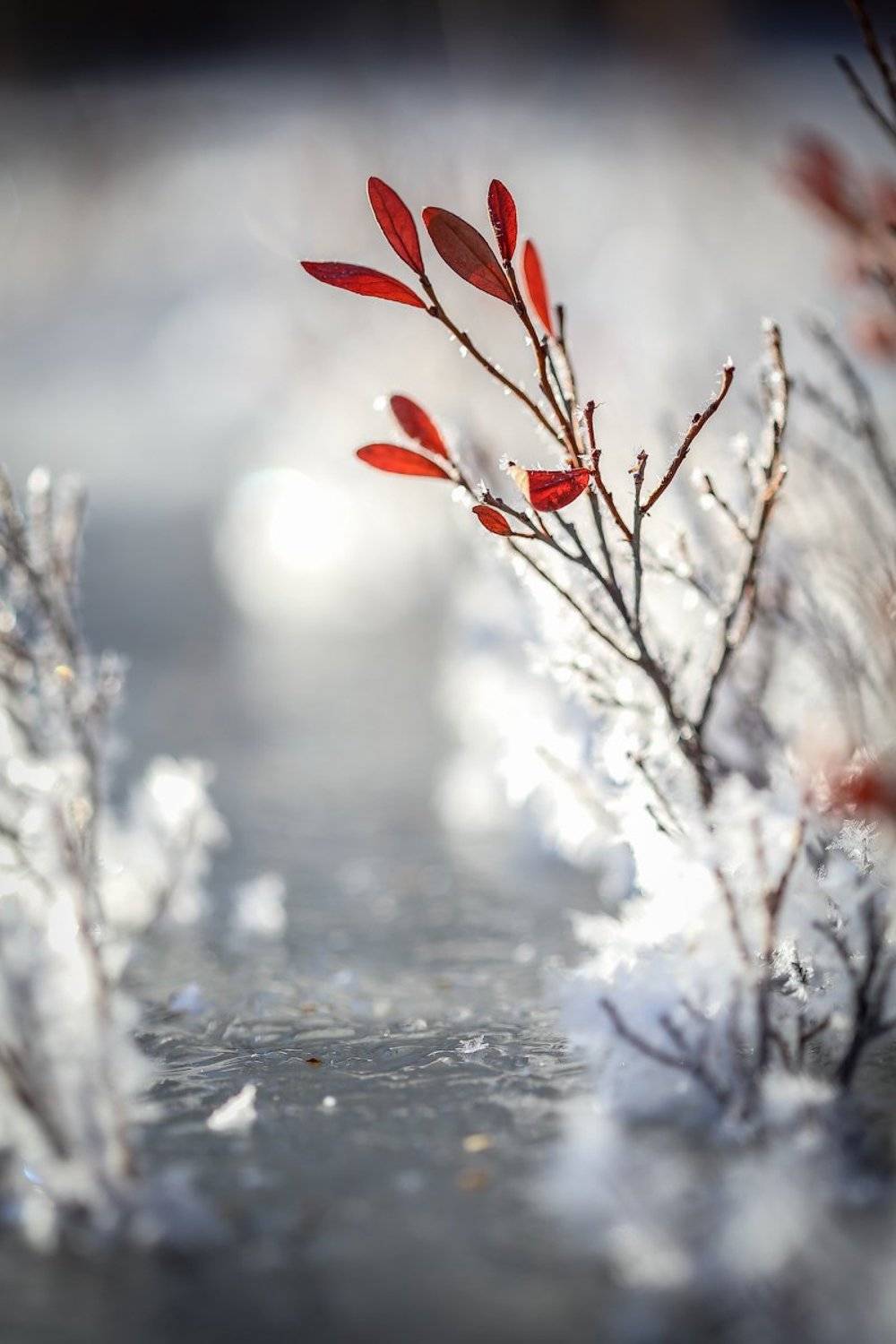 , Комеров Роман