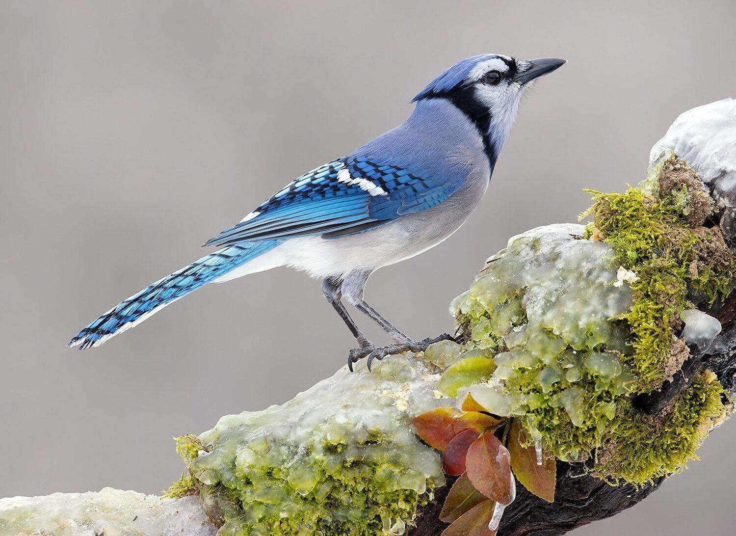 голубая сойка, blue jay, сойка, jay, птицы на снегу, Elizabeth Etkind
